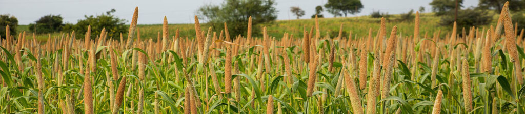 Modern Use Of Millets